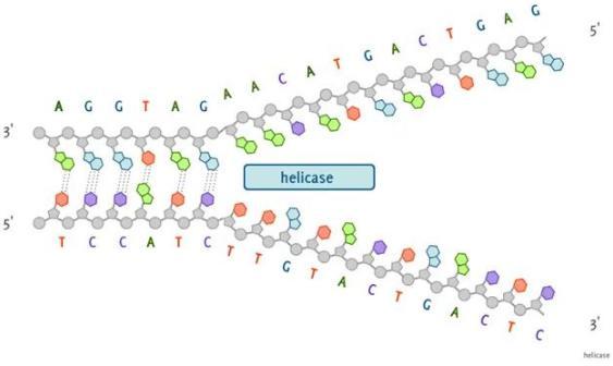 URGENTE - ME AJUDEM POR FAVOR.A helicase é uma enzima envolvida com o processamento do DNA durante o fluxo da informação genética pelo interio