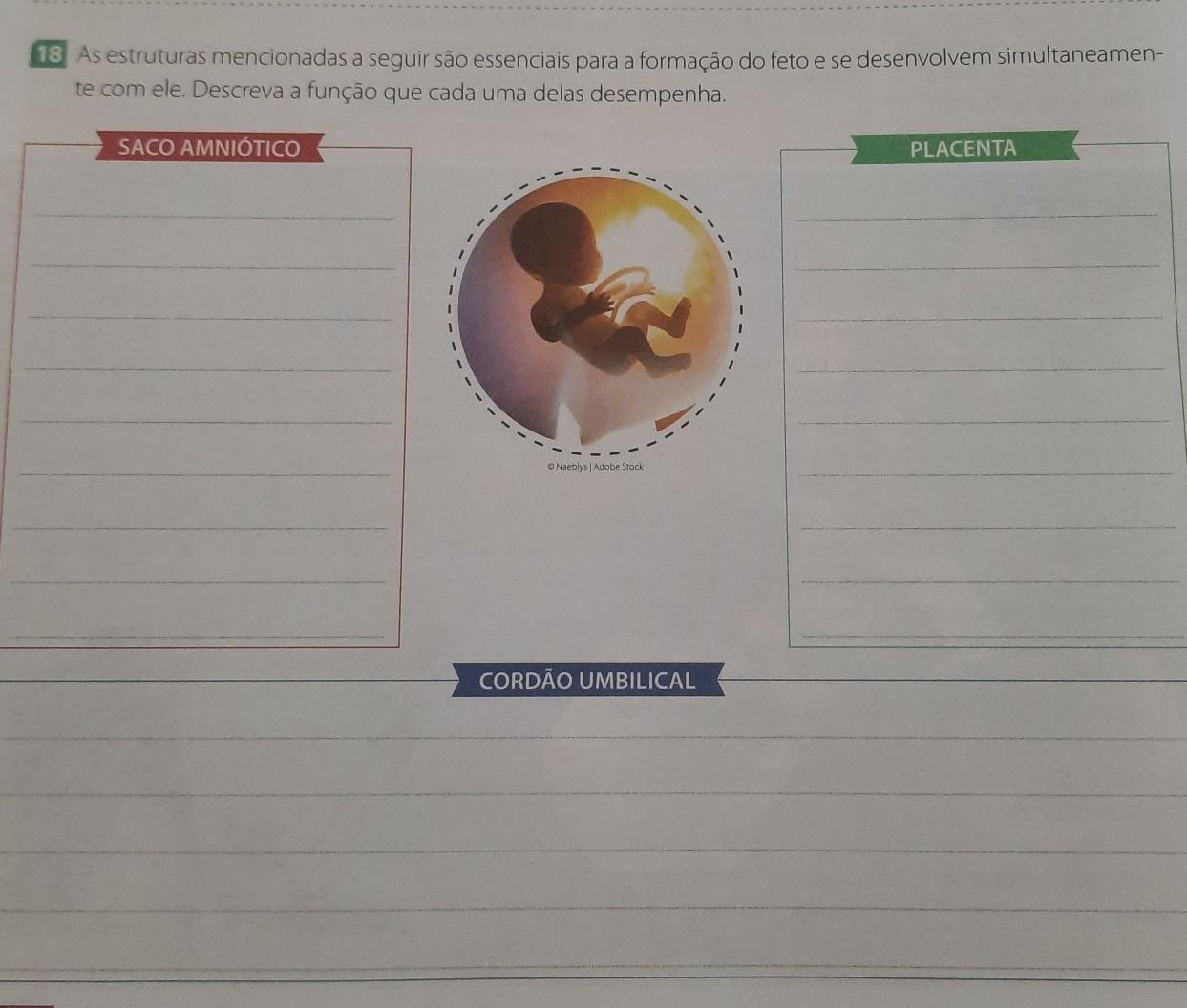 As estruturas mencionadas a seguir são essenciais para a formação do feto e se desenvolvem simultaneamen- te com ele. Descreva a função que cada um