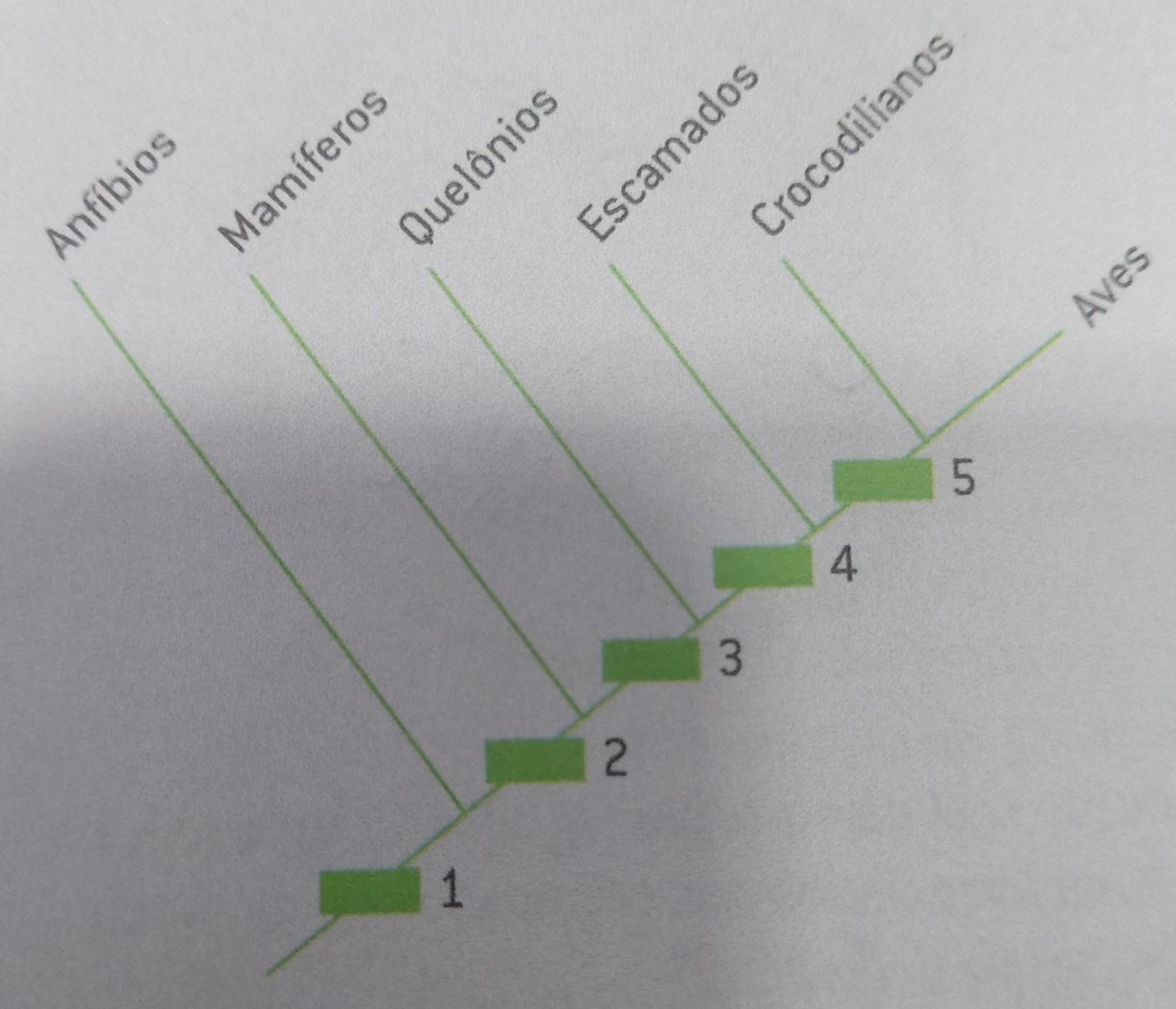 Considere a hipótese filogenética apresentada a seguir. ( na foto)Suponha que uma pessoa deu (k + 2) voltas, em trajetória circular de ra